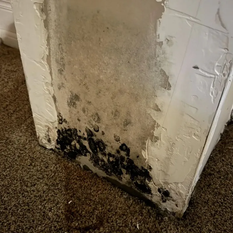 Professional Mold Removal in Cullman, AL
